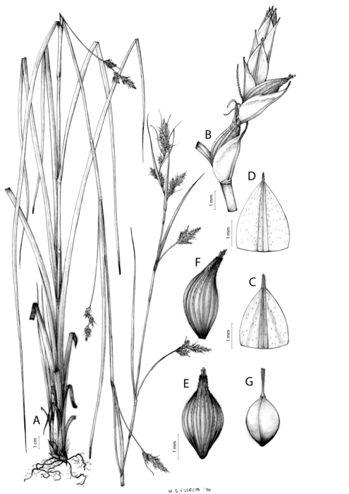 Analytical drawing of Carex ludwigii Analytical drawing of Carex ludwigii