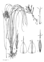 Analytical drawing of Carex multispiculata