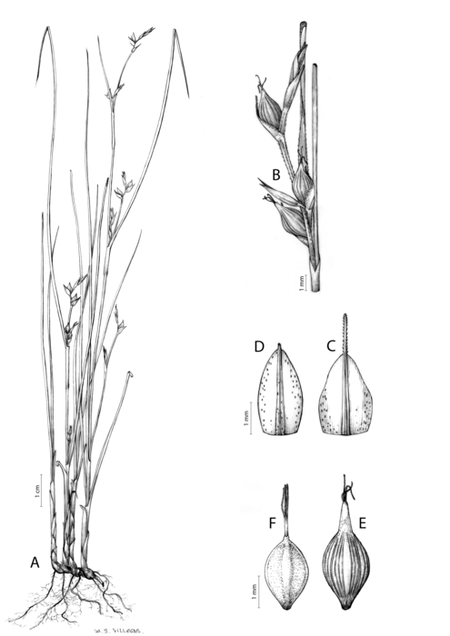 Analytical drawing of Carex perdensa Analytical drawing of Carex perdensa