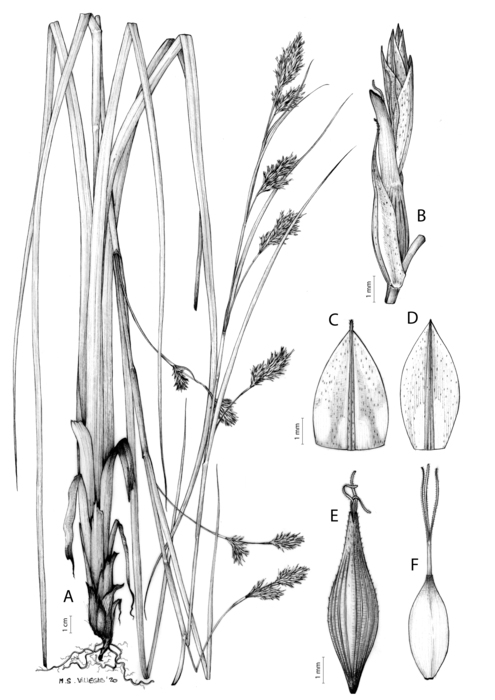 Analytical drawing of Carex pseudorufa Analytical drawing of Carex pseudorufa
