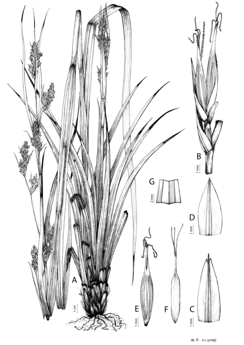 Analytical drawing of Carex schweickerdtii Analytical drawing of Carex schweickerdtii