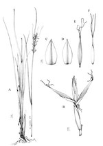 Analytical drawing of Carex sciocapensis