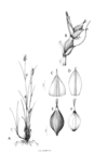Analytical drawing of Carex spartea