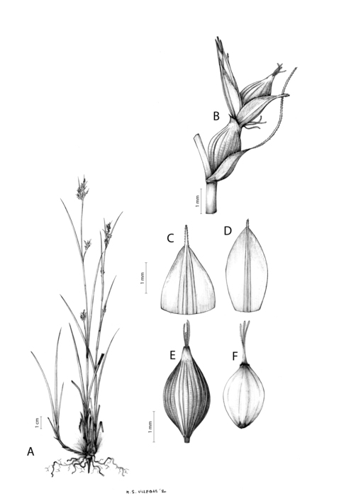 Analytical drawing of Carex spartea Analytical drawing of Carex spartea