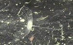 Abyssocladia johnhooperi Ekins & Wilson, 2024