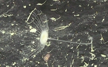 Abyssocladia johnhooperi Ekins & Wilson, 2024