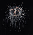 Vallentinia gabriellae, mature specimen from Florida, USA