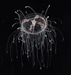 Vallentinia gabriellae, mature specimen from Florida, USA