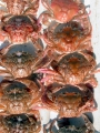 Crustacea (crustaceans)