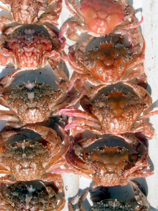 Liocarcinus marmoreus (Leach, 1814) 