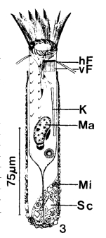 Tintinnidium pusillum Entz, jr. 1909