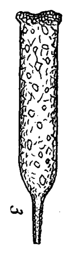 Tintinnopsis davidoffi var. cylindrica f. annulata Wailes 1925