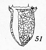 Tintinnopsis denticulata Kofoid & Campbell 1929