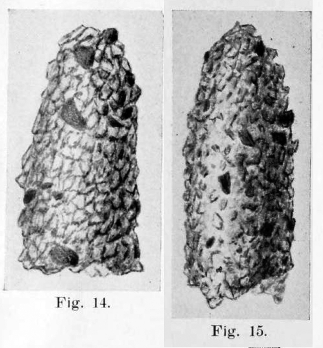 Tintinnopsis illinoisensis Hempel 1896