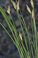 Spikes and leaves of Carex acocksii South Africa UPOS12700