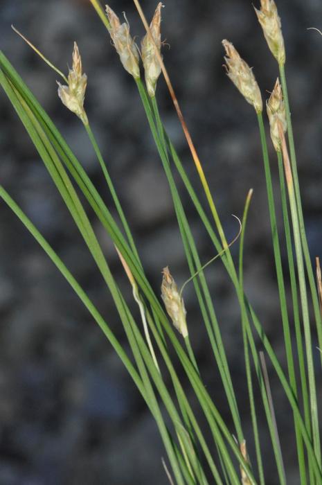 Spikes and leaves of Carex acocksii South Africa UPOS12700 Spikes and leaves of Carex acocksii South Africa UPOS12700