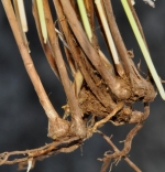 Rhizome of Carex acocksii South Africa UPOS12700