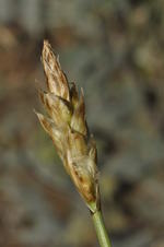 Spike of Carex acocksii South Africa UPOS12700