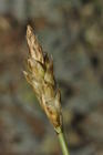 Spike of Carex acocksii South Africa UPOS12700