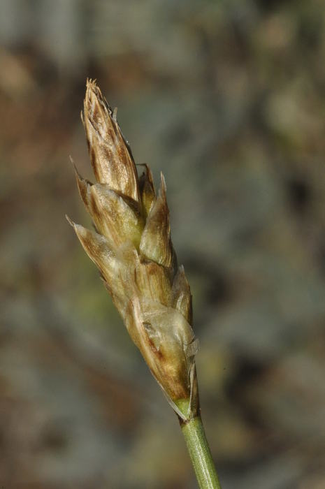 Spike of Carex acocksii South Africa UPOS12700 Spike of Carex acocksii South Africa UPOS12700