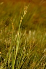 General aspect of Carex badilloi UPOS6599