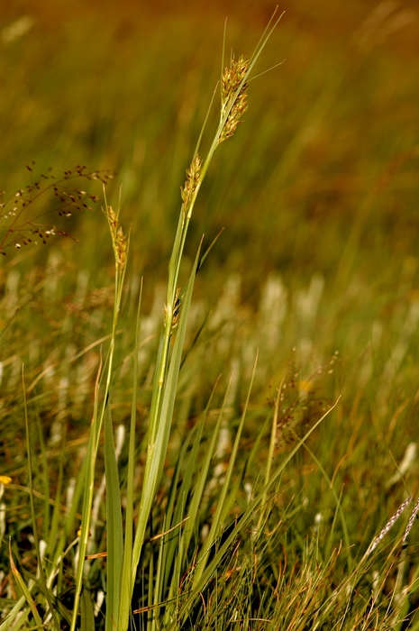 General aspect of Carex badilloi UPOS6599 General aspect of Carex badilloi UPOS6599