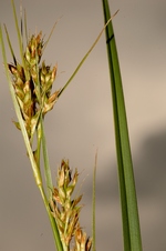 Upper part of the inflorescence of Carex badilloi UPOS14054