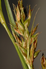 Partial inflorescence of Carex badilloi UPOS14054