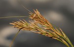 Fertile culm of Carex basutorum UPOS5247