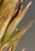 Two infloresecences of Carex basutorum UPOS5247