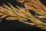 Unisexual utricle of Carex basutorum UPOS5247