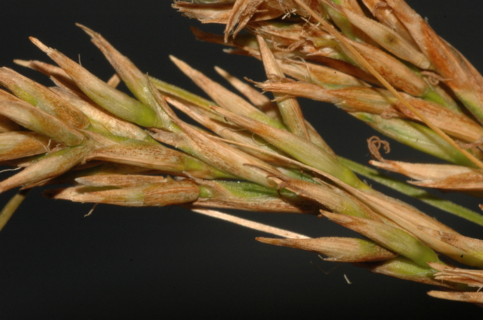 Unisexual utricle of Carex basutorum UPOS5247 Unisexual utricle of Carex basutorum UPOS5247