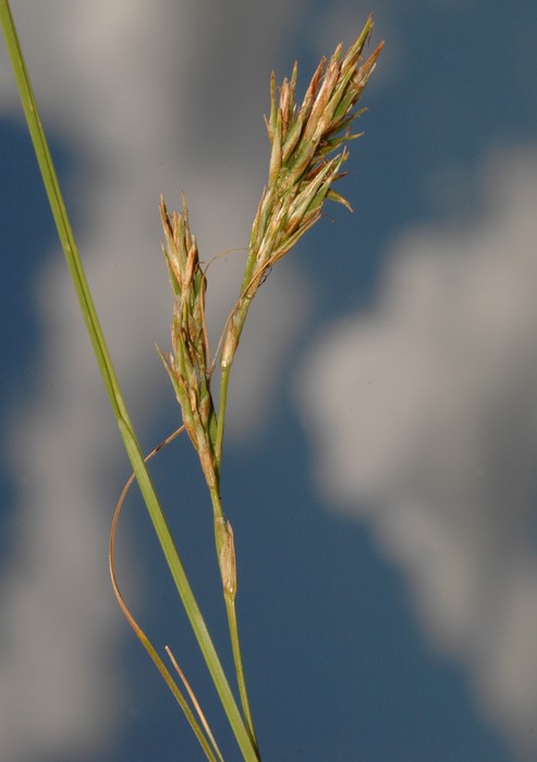 Detail of de inflorescence of Carex basutorum showing unisexual and bisesual utricles UPOS5247 Detail of de inflorescence of Carex basutorum showing unisexual and bisesual utricles UPOS5247
