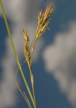 Detail of de inflorescence of Carex basutorum showing unisexual and bisesual utricles UPOS5247