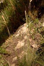 General aspect of Carex basutorum UPOS5247