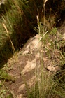 General aspect of Carex basutorum UPOS5247