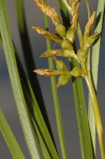 Partial inflorescence of Carex bolusii showing utriculiform cladoprophylles and bisexual utricles UPOS8521