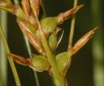 Bisexual utricles of Carex bolusii UPOS8521