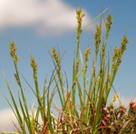 General aspect of Carex bolusii UPOS8506