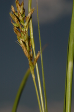Inflorescence of Carex bolusii UPOS6584