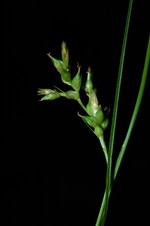 Partial inflorescence of Carex bolusii showing unisexual utricles UPOS5251