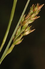 Partial inflorescence of Carex burkei showing utriculiform cladoprophylles and unisexual utricles UPOS8555