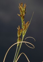 Inflorescence and upper part of the leaves of Carex burkei UPOS3602