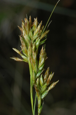 Upper part of the inflorescence showing unisexual and bisexual utricles UPOS3602