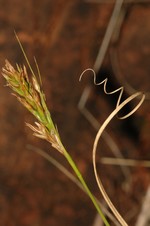 Inflorescence and upper part of a leaf of Carex burkei UPOS5251