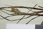Inflorescence of Carex capensis (individual on right) UPS-THUNB21777