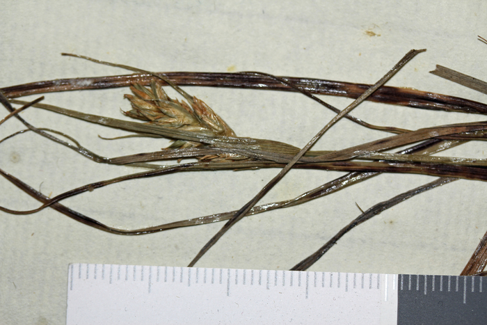 Inflorescence of Carex capensis (individual on right) UPS-THUNB21777 Inflorescence of Carex capensis (individual on right) UPS-THUNB21777