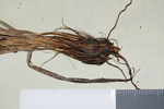 Base of Carex capensis (individual on right)