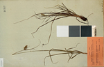General aspect of the lectotype of Carex capensis (individual on left) UPS-THUNB21777