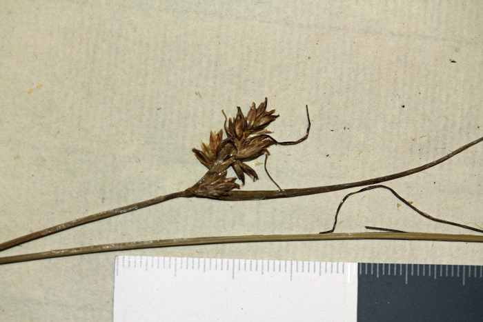 Inflorescence of the lectotype of Carex capensis (individual on left) UPS-THUNB21777 Inflorescence of the lectotype of Carex capensis (individual on left) UPS-THUNB21777